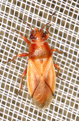 Cymus melanocephalus
