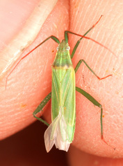 Stenodema calcarata