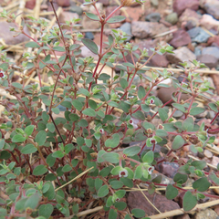 Euphorbia melanadenia