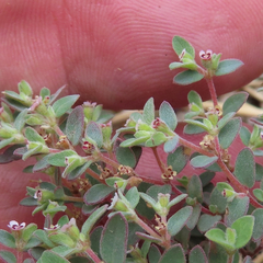 Euphorbia melanadenia