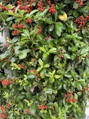Pyracantha coccinea