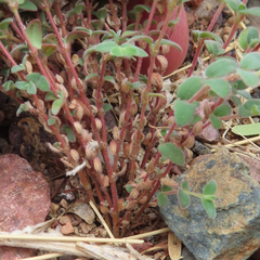 Euphorbia melanadenia