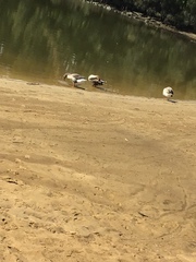 Anser anser domesticus