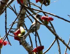 Philemon citreogularis