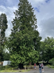 Aesculus hippocastanum