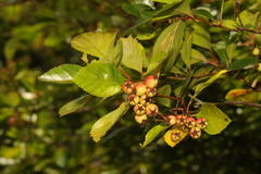 Crataegus crus-galli