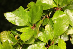 Crataegus crus-galli