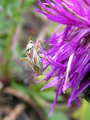 Calocoris roseomaculatus