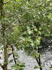 Ilex aquifolium
