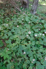 Doronicum caucasicum