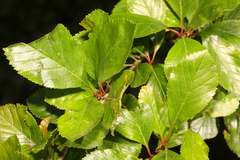 Crataegus crus-galli