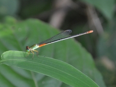 Ceriagrion cerinorubellum