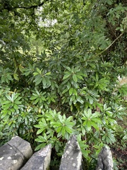 Rhododendron ponticum