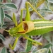 Hoelzel's Bright Bush-Cricket - Photo (c) Dimitar Dimitrov, some rights reserved (CC BY-NC), uploaded by Dimitar Dimitrov