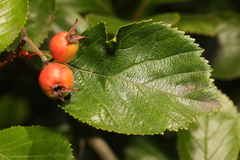 Crataegus crus-galli