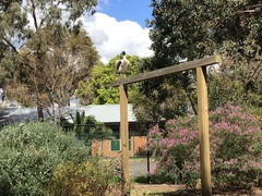 Threskiornis molucca