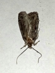 Agonopterix