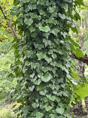 Hedera colchica
