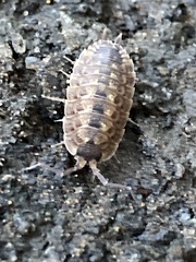 Porcellio spinicornis