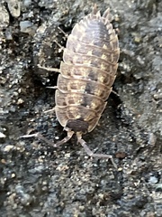 Porcellio spinicornis