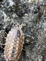Porcellio spinicornis