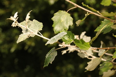 Populus alba
