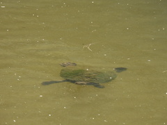 Emydura macquarii