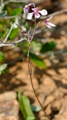 Cyanella orchidiformis