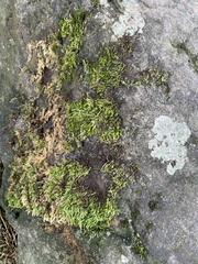 Homalothecium sericeum