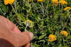 Helichrysum hebelepis
