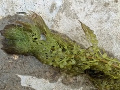 Utricularia australis