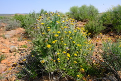 Helichrysum hebelepis