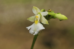 Epidendrum revertianum
