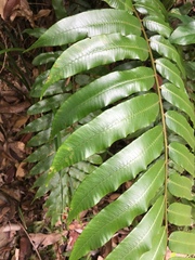 Stenochlaena palustris