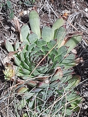 Sempervivum
