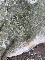 Protoparmeliopsis muralis