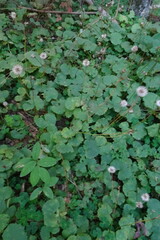 Doronicum caucasicum