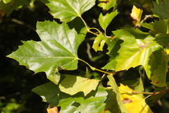 Platanus × hispanica
