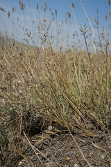 Astragalus subuliformis