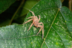 Heteropoda pingtungensis
