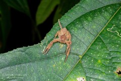 Heteropoda pingtungensis