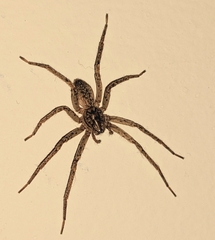 Anyphaenidae