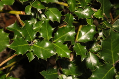 Ilex aquifolium