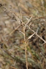Astragalus subuliformis