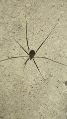 Opilio saxatilis