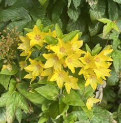 Lysimachia punctata