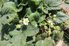 Fragaria vesca