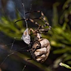 Argiope lobata