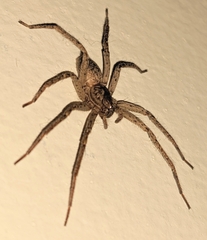 Anyphaenidae