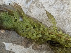 Utricularia australis